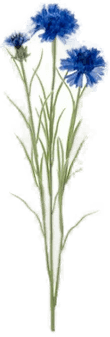 Newport Kornblomst snittblomst blå