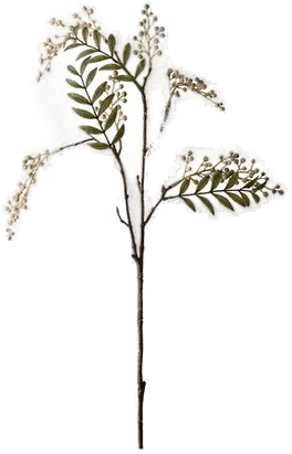 Newport Bærkvist snittblomst krem