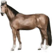 Kunskapstavlan The Anatomy of the Horse 50x70 cm