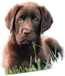 Puslespill 500 Chocolate Puppy Clementoni