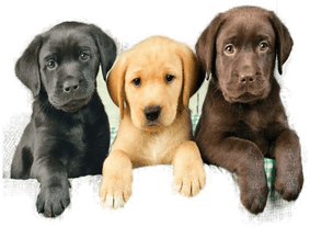 Puslespill 1000 Square Labrador Clementoni