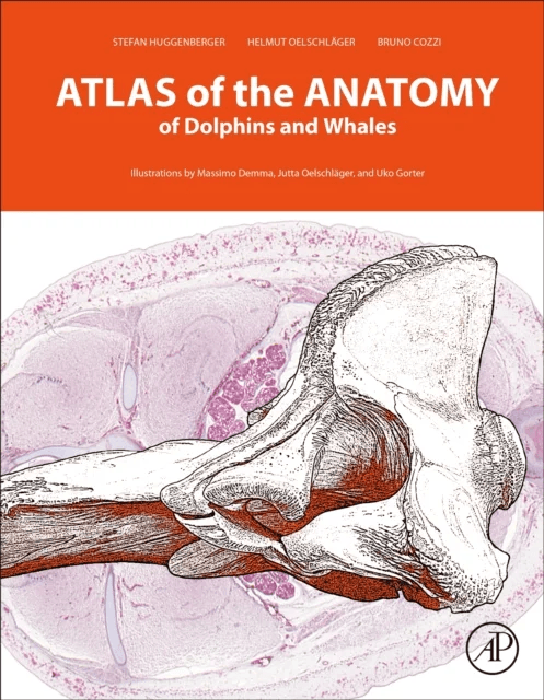 Atlas of the Anatomy of Dolphins and Whales av Stefan (Department of Anatomy II University of Cologne Cologne Germany) Huggenberger, Helmut A (Institu