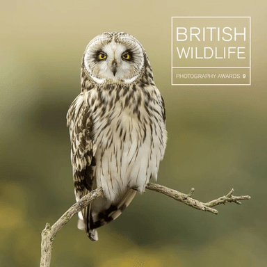 British Wildlife Photography Awards 9 av Maggie Gowan