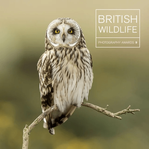 British Wildlife Photography Awards 9 av Maggie Gowan